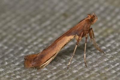 Caloptilia