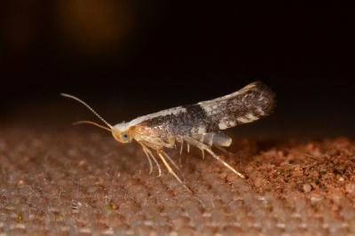 Argyresthia semifusca/spinosella