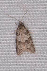 Cnephasia