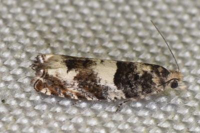 Epinotia demarniana