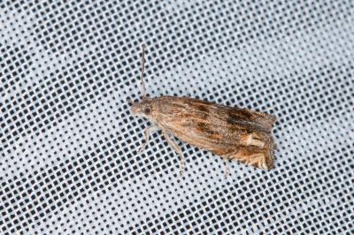 Eucosma