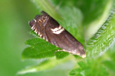 Grapholita discretana