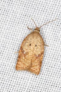 Acleris