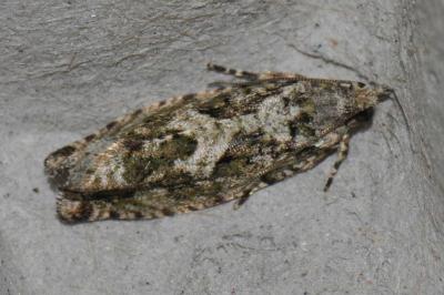Zeiraphera isertana