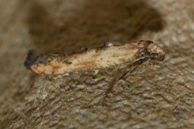 Epermenia