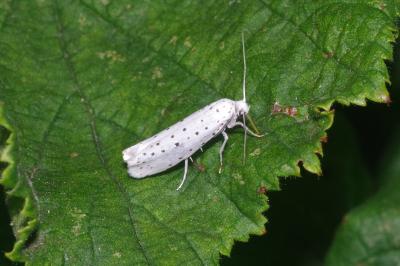 Yponomeuta