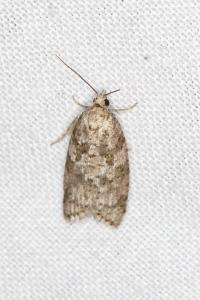 Cnephasia