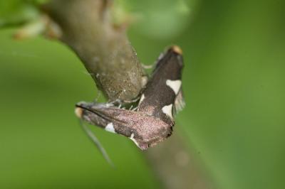 Incurvaria masculella