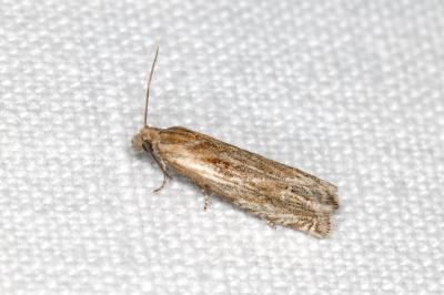 Eucosma