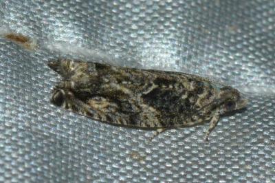 Epinotia