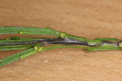 Trifurcula