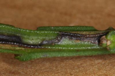 Trifurcula
