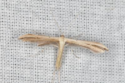Emmelina