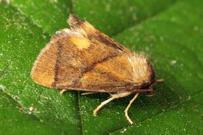 Limacodidae