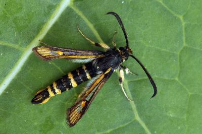 Bembecia uroceriformis