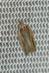 Acleris