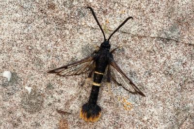 Synanthedon andrenaeformis