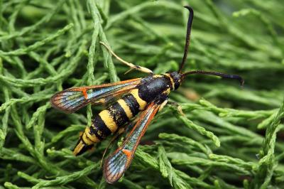 Synanthedon theryi