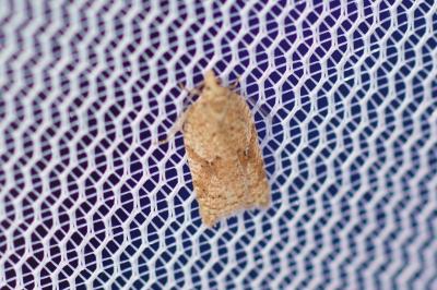 Acleris