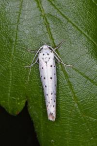 Yponomeuta