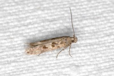 Scrobipalpa