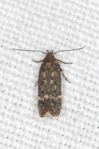 Bryotropha