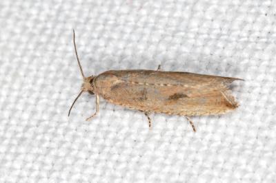 Bactra