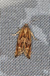 Eucosma