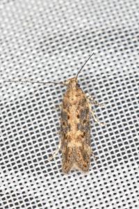 Scrobipalpa
