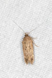 Bryotropha