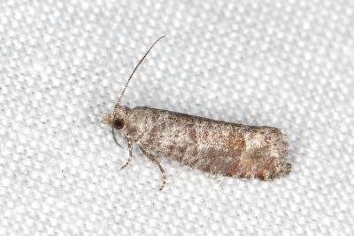 Clavigesta