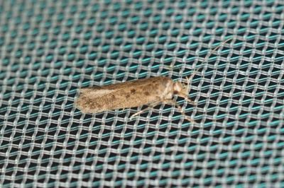 Bryotropha