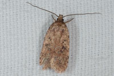 Agonopterix