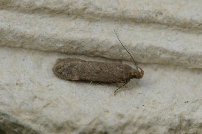 Bryotropha