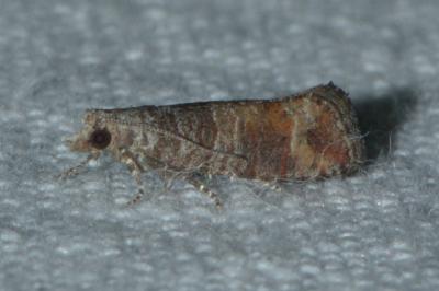 Clavigesta