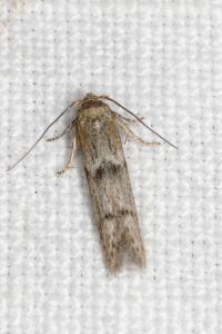 Blastobasis
