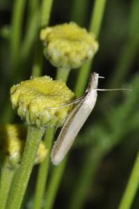 Pleurota