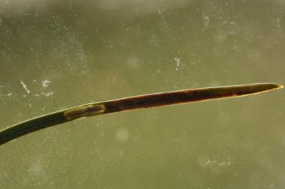 Ocnerostoma