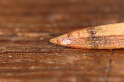 Ocnerostoma