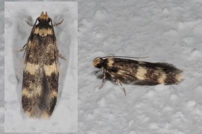 Oegoconia