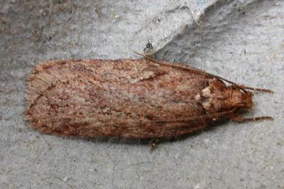 Depressaria olerella