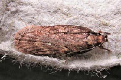 Depressaria albipunctella
