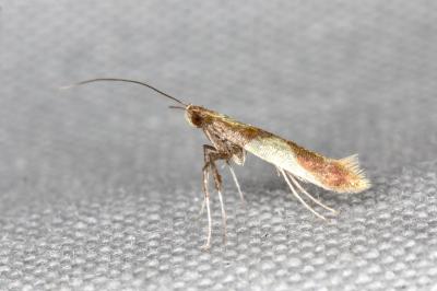 Caloptilia