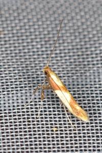 Caloptilia