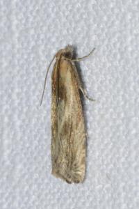 Eucosma
