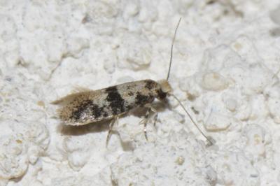 Infurcitinea atrifasciella