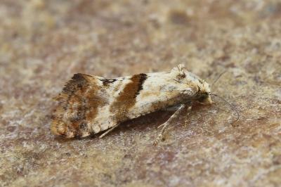 Cochylis epilinana