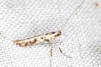 Caloptilia