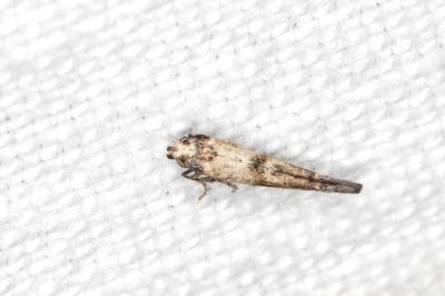 Epermenia