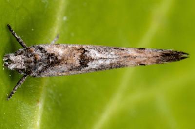 Zelleria oleastrella